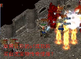 如何让你的sf成功购买白虎宠物传奇搜服? 如何让你的sf成功购买白虎宠物传奇搜服?