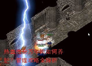 热血传奇万年树如何养护?管理攻略全解析 热血传奇万年树如何养护?管理攻略全解析